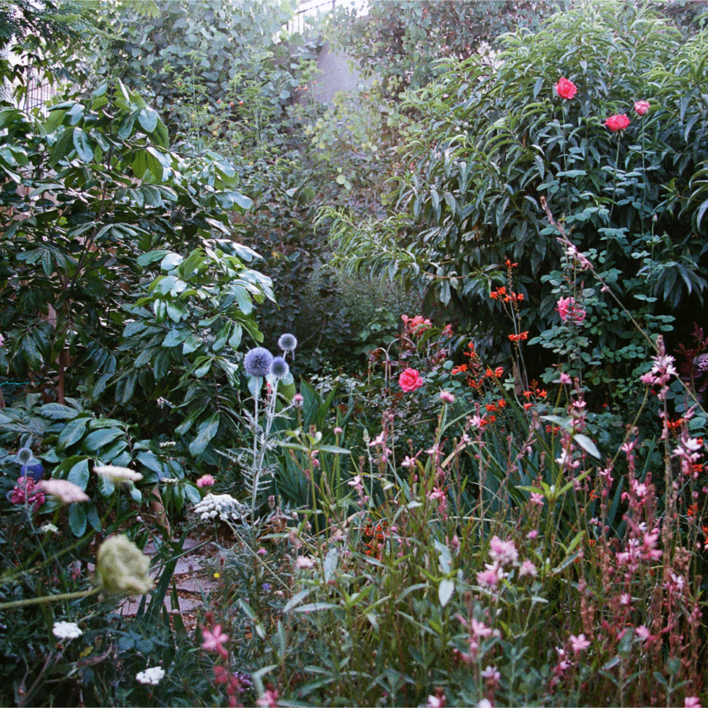 Mimi Lauter Garden 2